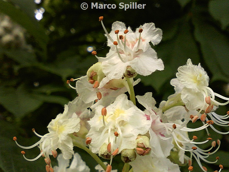 Aesculus hippocastanum / Ippocastano